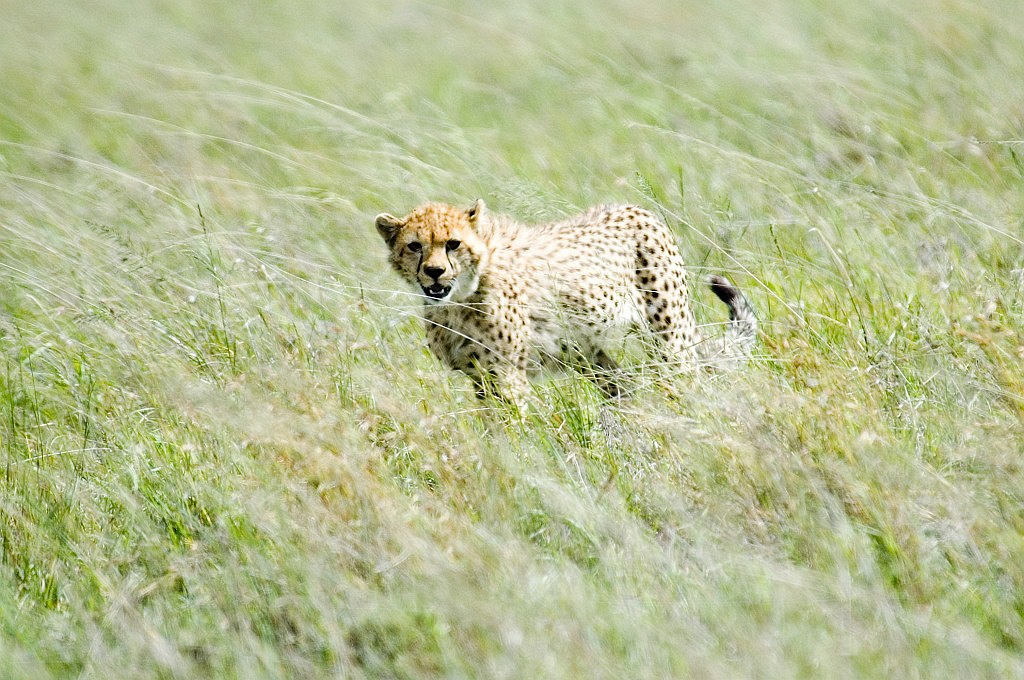 Serengeti Gepard03.jpg - Cheetah (Acinonyx jubatus), Serengeti N.P. Tanzania 2006